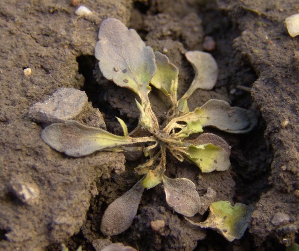 Obr. 5: Pro dosažen&iacute; dobr&eacute; &uacute;činnosti sulfonylmočovinov&yacute;ch herbicidů na violky je třeba o&scaron;etřen&iacute; prov&eacute;st včas a&nbsp;nejl&eacute;pe se sm&aacute;čedlem; dva t&yacute;dny po aplikaci herbicidu Ally SX se sm&aacute;čedlem Trend 90