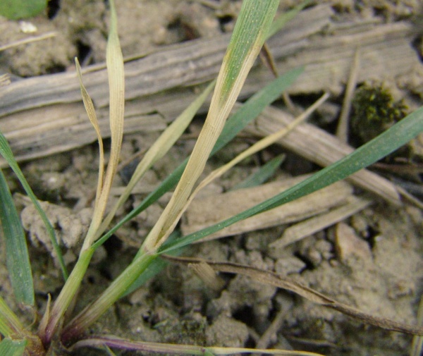 Obr. 6: V&nbsp;pokročilej&scaron;&iacute;ch růstov&yacute;ch f&aacute;z&iacute;ch chundelky metlice je vhodn&eacute; použ&iacute;t listov&eacute; graminicidy; na obr&aacute;zku chundelka dva t&yacute;dny po aplikaci herbicidu Puma Extra