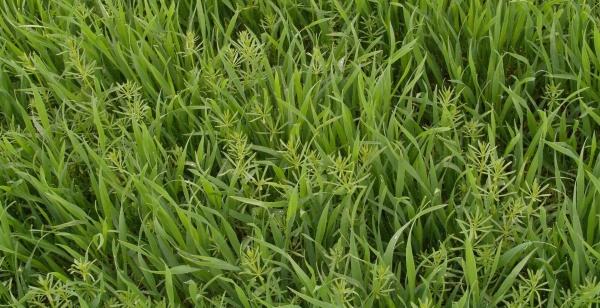 Sveřep jalov&yacute; je v&nbsp;ČR nejroz&scaron;&iacute;řeněj&scaron;&iacute;m z&aacute;stupcem tohoto rodu a&nbsp;v&nbsp;posledn&iacute;ch letech se expanzivně &scaron;&iacute;ř&iacute;, zejm&eacute;na tam, kde jsou použ&iacute;v&aacute;ny bezorebn&eacute; syst&eacute;my zpracov&aacute;n&iacute; půdy