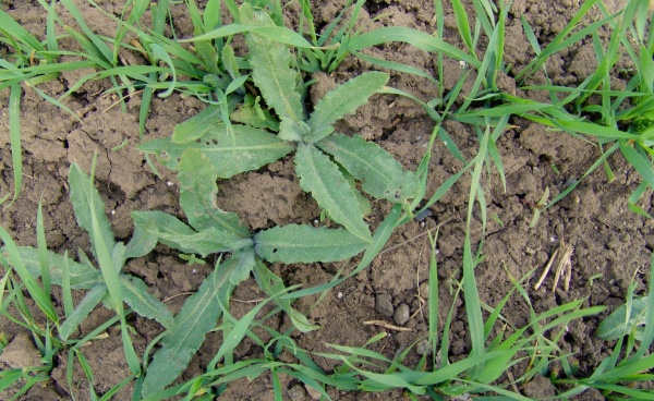 Pch&aacute;č roln&iacute; masově vzch&aacute;z&iacute; na jaře až při vy&scaron;&scaron;&iacute;ch teplot&aacute;ch, s&nbsp;jeho regulac&iacute; je proto nutn&eacute; vyčkat až do doby, než bude vze&scaron;l&aacute; vět&scaron;ina listov&yacute;ch růžic 