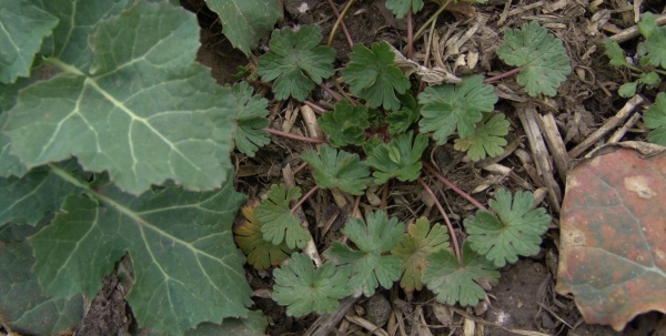 Obr. 1: Kakost maličký se v posledních letech velmi intenzivně šíří