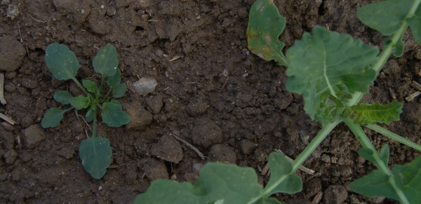 Obr. 3: Violka rolní patří v současnosti k nejhojnějším plevelům, nejen v porostech řepky