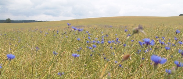 Obr. 4: Chrpa modrá byla před nedávnem považovaná za ohrožený druh, v současnosti se začíná prosazovat především ve středních a vyšších polohách