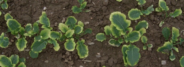 Obr. 5: Poškození řepky způsobené herbicidem obsahující účinnou látkou clomazone a vydatnými srážkami po jeho aplikaci