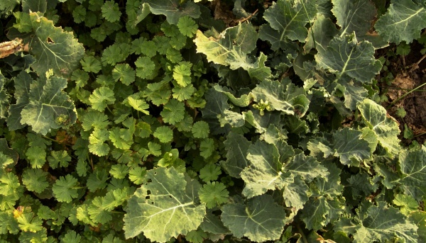 Obr. 1: Kakost maličk&yacute; patř&iacute; na řadě pozemků k&nbsp;nejv&yacute;znamněj&scaron;&iacute;m plevelům (&copy; M. Jurs&iacute;k) 