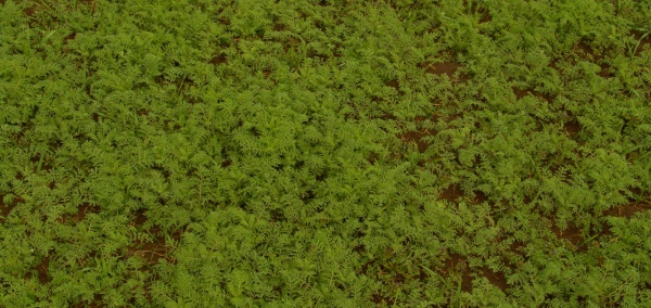 Obr. 2: &Uacute;horn&iacute;k mnohod&iacute;ln&yacute; se st&aacute;v&aacute; plo&scaron;n&yacute;m probl&eacute;mem na pozemc&iacute;ch, kde je často pěstov&aacute;na řepka (&copy; M. Jurs&iacute;k)