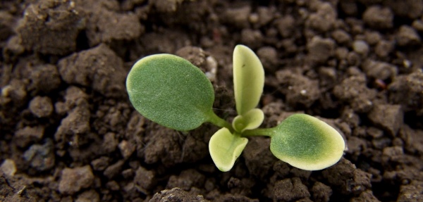 Obr. 3: Za vhodn&yacute;ch vl&aacute;hov&yacute;ch podm&iacute;nek vykazuje směsn&yacute; př&iacute;pravek Brasan dobrou &uacute;činnost na mnoh&eacute; brukvovit&eacute; plevele, včetně pen&iacute;zku roln&iacute;ho (&copy; M. Jurs&iacute;k)