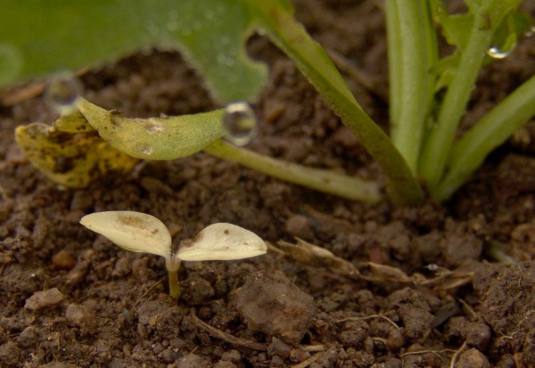 Obr. 4: Z&nbsp;řepkov&yacute;ch herbicidů vykazuj&iacute; na sv&iacute;zel př&iacute;tulu nejvy&scaron;&scaron;&iacute; &uacute;činnost ty, kter&eacute; obsahuj&iacute; &uacute;činnou l&aacute;tku clomazone (&copy; M. Jurs&iacute;k)