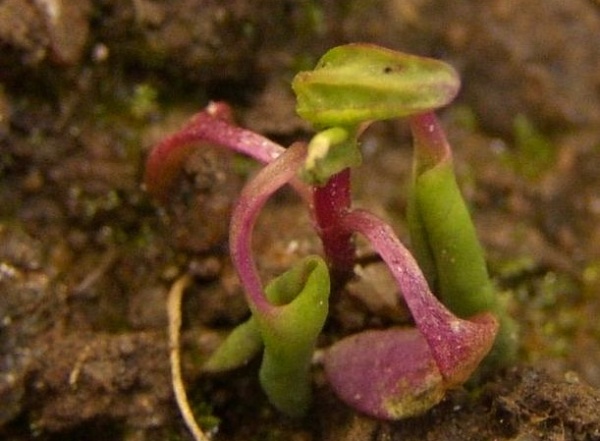 Obr. 5: Merl&iacute;k b&iacute;l&yacute; je velmi citliv&yacute; k&nbsp;postemergentn&iacute;mu o&scaron;etřen&iacute; herbicidem Galera Podzim (&copy; M. Jurs&iacute;k)