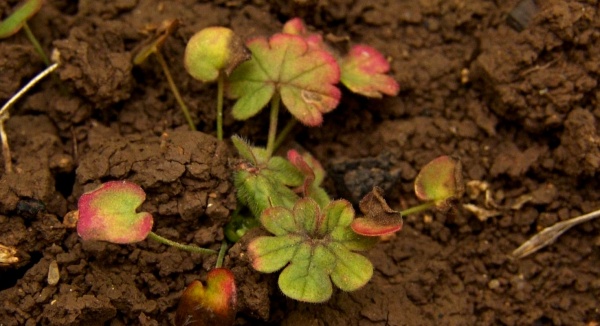 Obr. 6: Kakost maličk&yacute; lze postemergentně zas&aacute;hnout nov&yacute;m herbicidem Salsa 75 WG, o&scaron;etřen&iacute; v&scaron;ak mus&iacute; b&yacute;t provedeno velmi brzy po vzejit&iacute; plevelů, max. ve f&aacute;zi 2 prav&yacute;ch listů (&copy; M. Jurs&iacute;k)