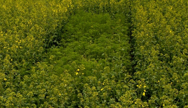 Obr. 7: Vliv dobr&eacute;ho zapojen&iacute; porostu řepky na &uacute;činnost postemergentn&iacute;ho o&scaron;etřen&iacute; herbicidem Galera podzim; v&nbsp;m&iacute;stě kde chyb&iacute; rostliny řepky, je &uacute;činnost o&scaron;etřen&iacute; v&yacute;razně sn&iacute;žena (&copy; M. Jurs&iacute;k)