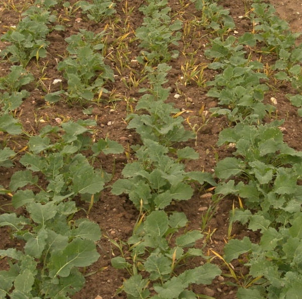 Obr. 2: Společně s&nbsp;plevely je herbicidem Cleravis potlačen tak&eacute; v&yacute;drol obiln&iacute; předplodiny (je třeba aplikovat se sm&aacute;čedlem Dash)