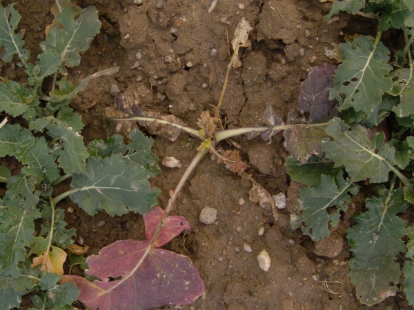 Obr. 3: Po aplikaci herbicidu Cleravis je z&nbsp;porostu CL řepky odstraněn v&yacute;drol řepky konvenčn&iacute;ch odrůd