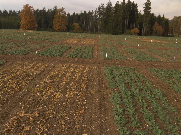 Obr. 4: Herbicidem Cleravis mohou b&yacute;t o&scaron;etřeny pouze CL odrůdy řepky; na obr&aacute;zku je zaznamen&aacute;no po&scaron;kozen&iacute; konvenčn&iacute;ch odrůd 3 t&yacute;dny po o&scaron;etřen&iacute; herbicidem Cleravis
