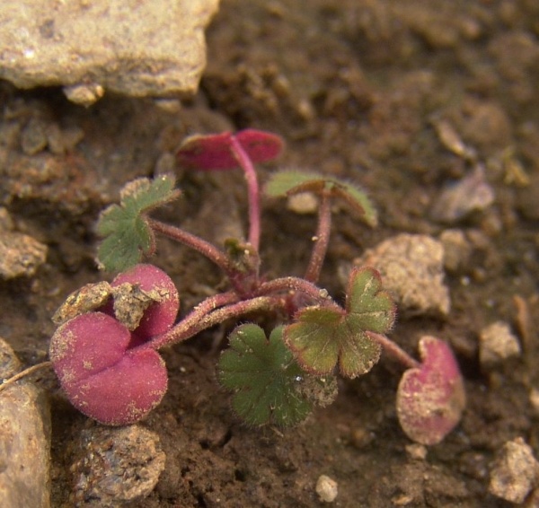 Obr. 5: Po&scaron;kozen&iacute; kakostu maličk&eacute;ho herbicidem Salsa 75 WG, vysok&eacute; &uacute;činnosti je dosahov&aacute;no pouze v&nbsp;ran&yacute;ch růstov&yacute;ch f&aacute;z&iacute;ch (max. 2 prav&eacute; listy)