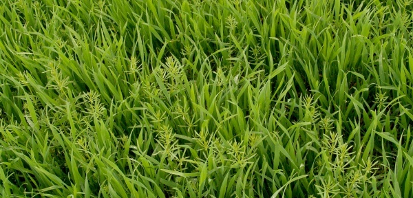 Obr. 1: Sv&iacute;zel př&iacute;tula přerůstaj&iacute;c&iacute; ozimou p&scaron;enici (foto &copy; Miroslav Jurs&iacute;k)