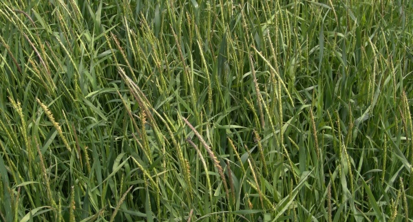 Obr. 6: Ps&aacute;rka poln&iacute; je lok&aacute;lně velmi v&yacute;znamn&yacute;m pleveln&yacute;m druhem (foto &copy; Miroslav Jurs&iacute;k)