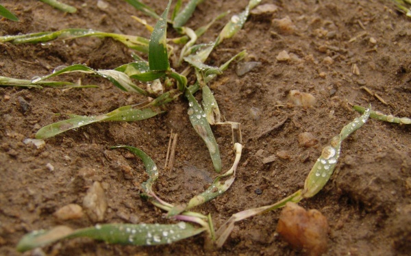 Obr. 1: Ozim&eacute; žito a&nbsp;ječmen b&yacute;vaj&iacute; k&nbsp;herbicidům citlivěj&scaron;&iacute;, na lehč&iacute;ch půd&aacute;ch a&nbsp;za vlhka je proto vhodn&eacute;, u&nbsp;m&eacute;ně selektivn&iacute;ch herbicidů, volit niž&scaron;&iacute; d&aacute;vku