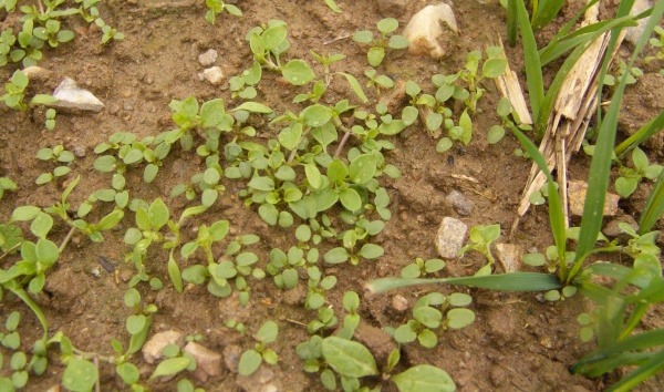 Obr. 2: Takto zaplevelen&yacute; porost je vhodn&eacute; o&scaron;etřit herbicidem na podzim