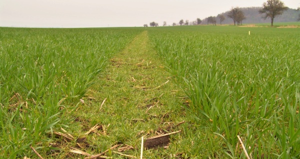 Obr. 3: Kalamitn&iacute; zaplevelen&iacute; chundelkou metlic&iacute;