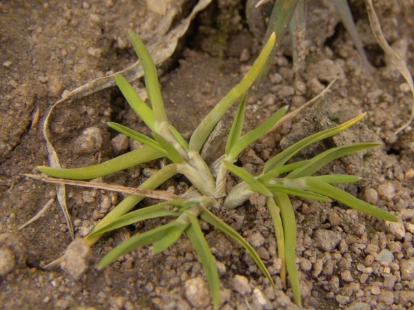 Obr. 4: Lipnice ročn&iacute; se v&nbsp;posledn&iacute;ch letech v&yacute;znamně roz&scaron;iřuje zejm&eacute;na kvůli sv&eacute; vysok&eacute; odolnosti vůči&nbsp;mnoha listov&yacute;m herbicidům