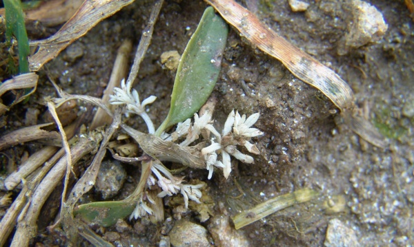 Obr. 5: Velmi dobrou &uacute;činnost na sv&iacute;zel př&iacute;tulu vykazuj&iacute; předev&scaron;&iacute;m kombinovan&eacute; př&iacute;pravky s&nbsp;&uacute;činnou l&aacute;tkou diflufenican