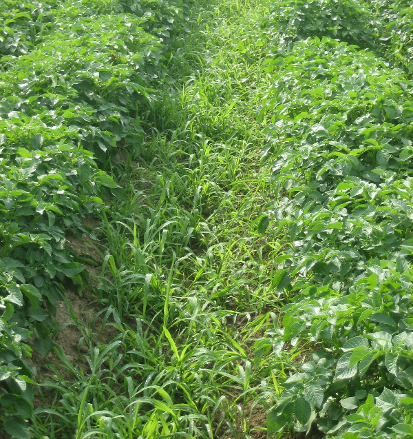 Siln&yacute; v&yacute;skyt ježatky kuř&iacute; nohy v&nbsp;brambor&aacute;řsk&eacute; oblasti