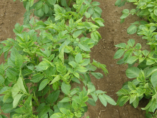 Slab&eacute; po&scaron;kozen&iacute; rostlin metribuzinem (2,5 bodu)