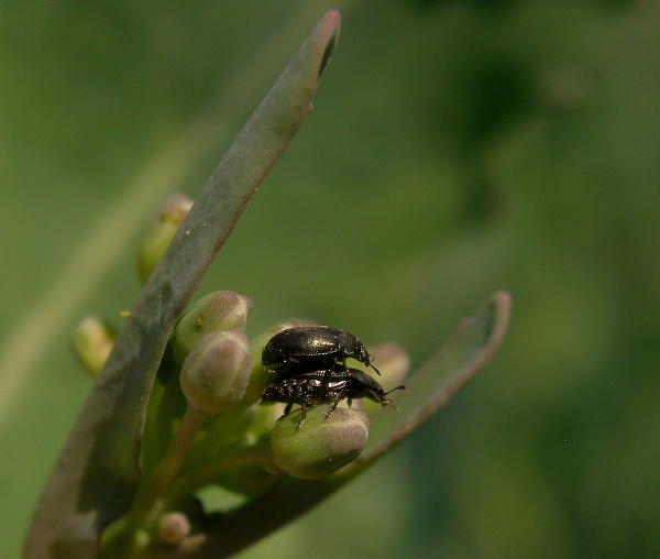 P&aacute;ř&iacute;c&iacute; se dospělci bl&yacute;sk&aacute;čka