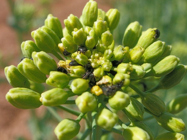 Obdob&iacute; největ&scaron;&iacute; &scaron;kodlivosti bl&yacute;sk&aacute;čka - nerozvinut&aacute; poupata