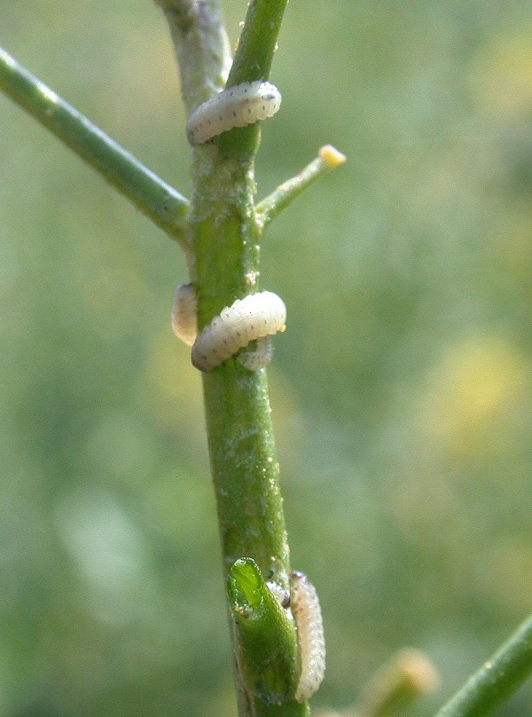 Larvy bl&yacute;sk&aacute;čka