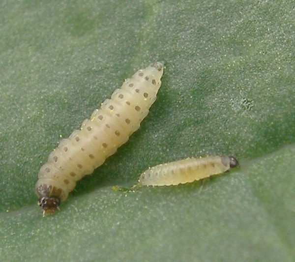 Larvy bl&yacute;sk&aacute;čka - detail