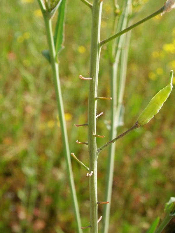 Po&scaron;kozen&eacute; rostliny - nevyvinut&eacute; &scaron;e&scaron;ule