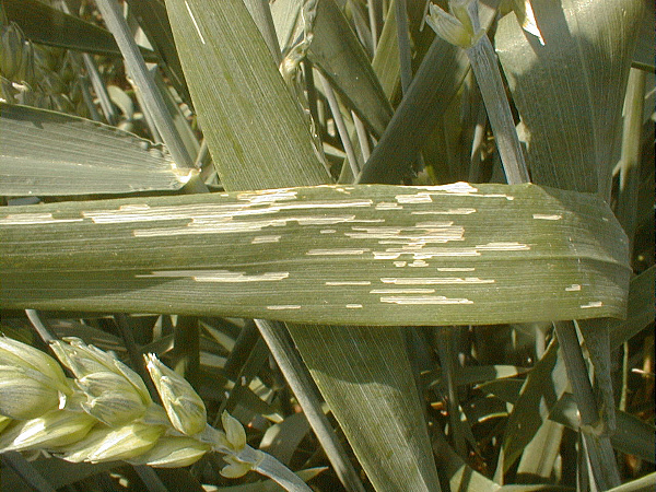 Žír larev kohoutků