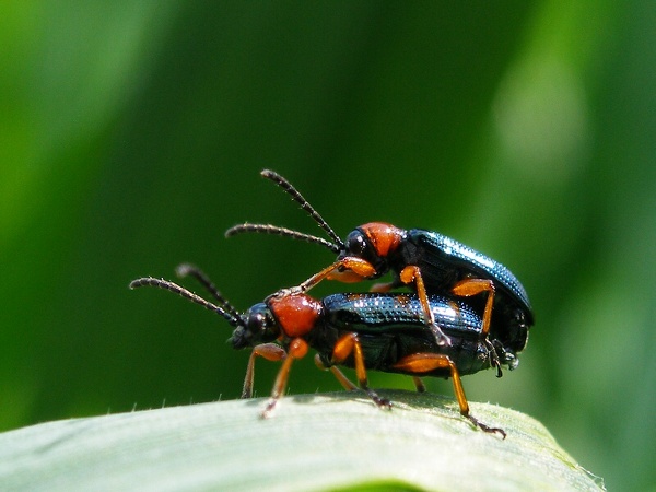 Pářící se dospělci kohoutka černého