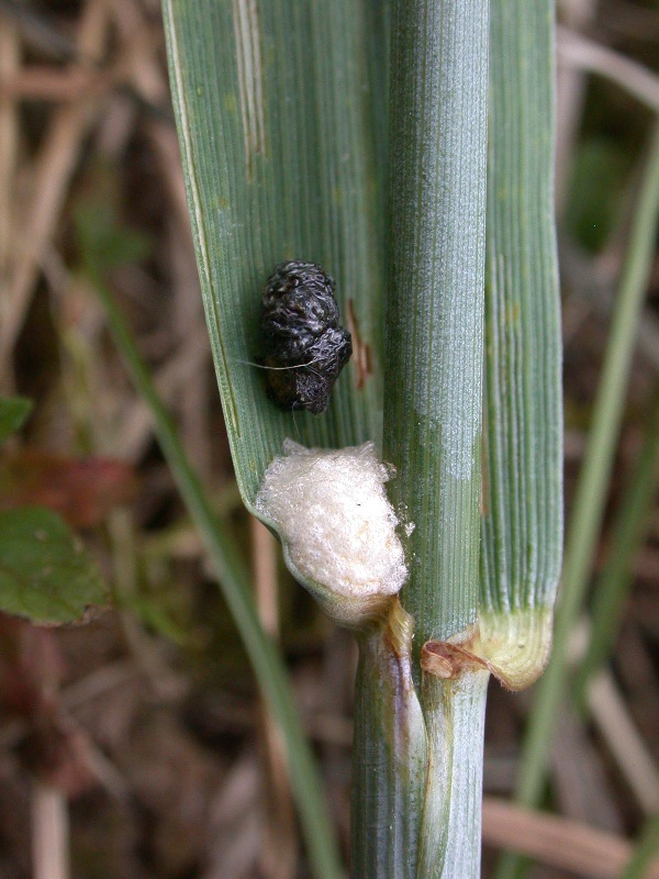 Kokon larvy kohoutka modrého