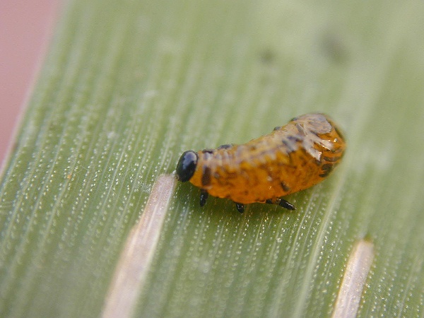 Larva bez slizovitého povlaku