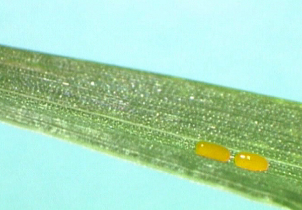 Vajíčka kohoutka černého