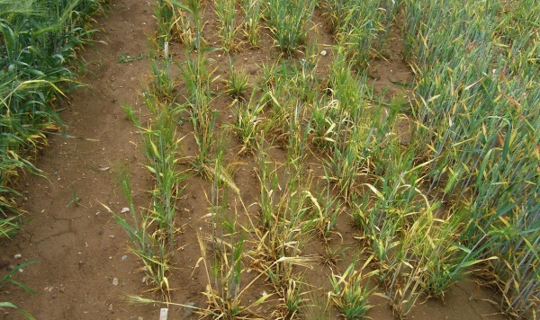 Virov&aacute; zakrslost p&scaron;enice