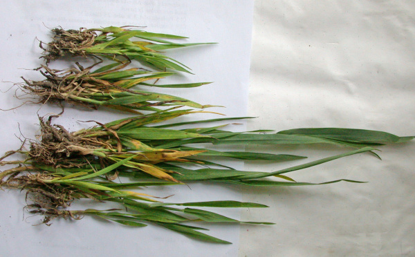  Po&scaron;kozen&iacute; rostlin virovou zakrslost&iacute; (nahoře)