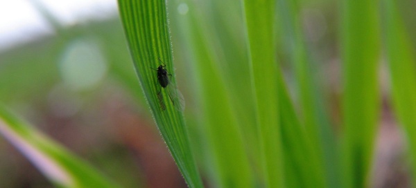 Podzimn&iacute; v&yacute;skyt m&scaron;ic v&nbsp;porostu