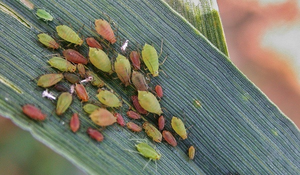 Kolonie kyjatky osenn&iacute; na listu 