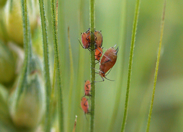 Kyjatka osenn&iacute; na vymetan&eacute;m obil&iacute;