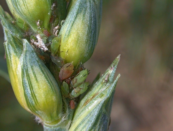 Kyjatka osenn&iacute; v&nbsp;klasu