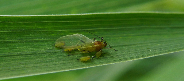 M&scaron;ice střemchov&aacute;