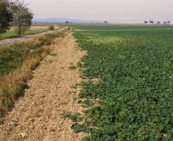 Plz&aacute;k &scaron;panělsk&yacute; po&scaron;kozuje zejm&eacute;na okraje porostů