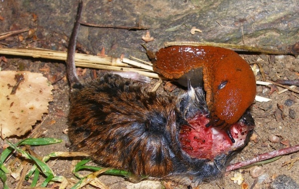 Plz&aacute;k &scaron;panělsk&yacute; se př&iacute;ležitostně živ&iacute; i&nbsp;živoči&scaron;nou potravou