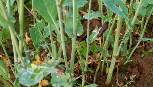 Při přemnožen&iacute; se plz&aacute;ci živili i&nbsp;na vzrostl&eacute; řepce