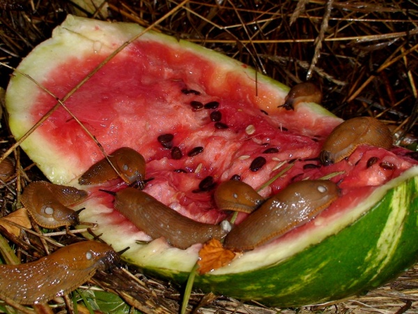 Meloun dok&aacute;že přil&aacute;kat des&iacute;tky plz&aacute;ků &scaron;panělsk&yacute;ch