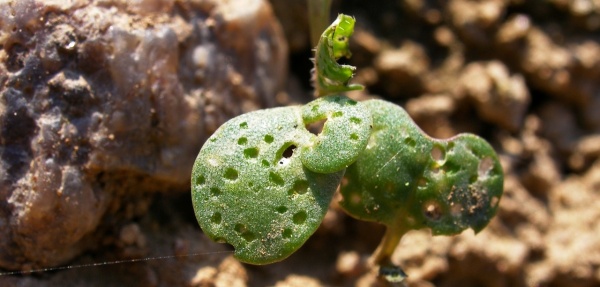 Po&scaron;kozen&iacute; rostlin dřepč&iacute;ky rodu Phyllotreta